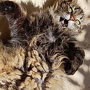 Morita a rejoint le concours — aidez-le/la à gagner de superbes lots ! animal, cat, cute, domestic, eyes, feline, floor, fluffy, fur, long_hair, lying_down, mouth_open, paw, pet, playful, relaxed, shadow, sunlight, texture, whiskers