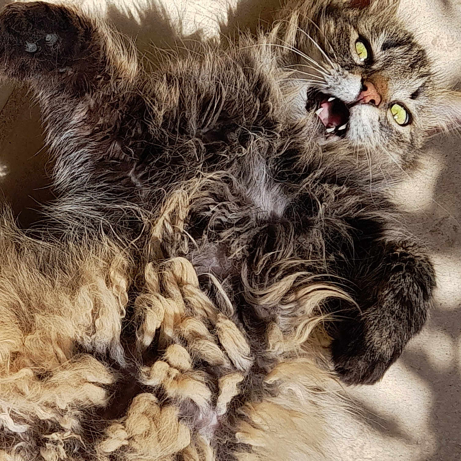 Morita a rejoint le concours — aidez-le/la à gagner de superbes lots ! animal, cat, cute, domestic, eyes, feline, floor, fluffy, fur, long_hair, lying_down, mouth_open, paw, pet, playful, relaxed, shadow, sunlight, texture, whiskers