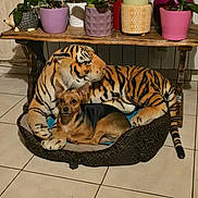 Daisy participe au concours pour gagner de l'argent avec cette photo : dog, plush_toy, tiger, pet_bed, floor_tiles, potted_plants, wooden_table, indoor, brown_dog, black_fur, stuffed_animal, decor, plant_pots, animal_bed, relaxing, cozy, home_interior, tile_floor, resting, companion