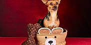 Daisy a rejoint le concours — aidez-le/la à gagner de superbes lots ! dog, small_dog, pet, basket, toy, plush_bone, red_background, cute, animal, studio_photo, portrait, sitting, brown_dog, black_and_tan, ears_up, tongue_out, decorative_basket, indoor, playful, isolated_background