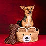 dog, small_dog, pet, basket, toy, plush_bone, red_background, cute, animal, studio_photo, portrait, sitting, brown_dog, black_and_tan, ears_up, tongue_out, decorative_basket, indoor, playful, isolated_background