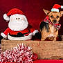 dog, santa_hat, plush_toy, santa_claus, wooden_crate, holiday_decorations, red_background, bow_tie, christmas, festive, pet, cute, small_dog, indoors, decorative, seasonal, celebration, ornament, fur, animal