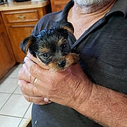 Elvis joined the competition — help win amazing prizes! animal, beard, casual_clothing, closeup, companion, cute, dog, domestic, gentle, hand, holding, indoor, kitchen, love, man, pet, portrait, puppy, tile_floor, wooden_cabinet