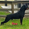 alert, animal, black, brown, canine, collar, dog, domestic_animal, fence, grass, guard_dog, leash, mammal, nature, outdoor, pet, rottweiler, side_view, standing, yard
