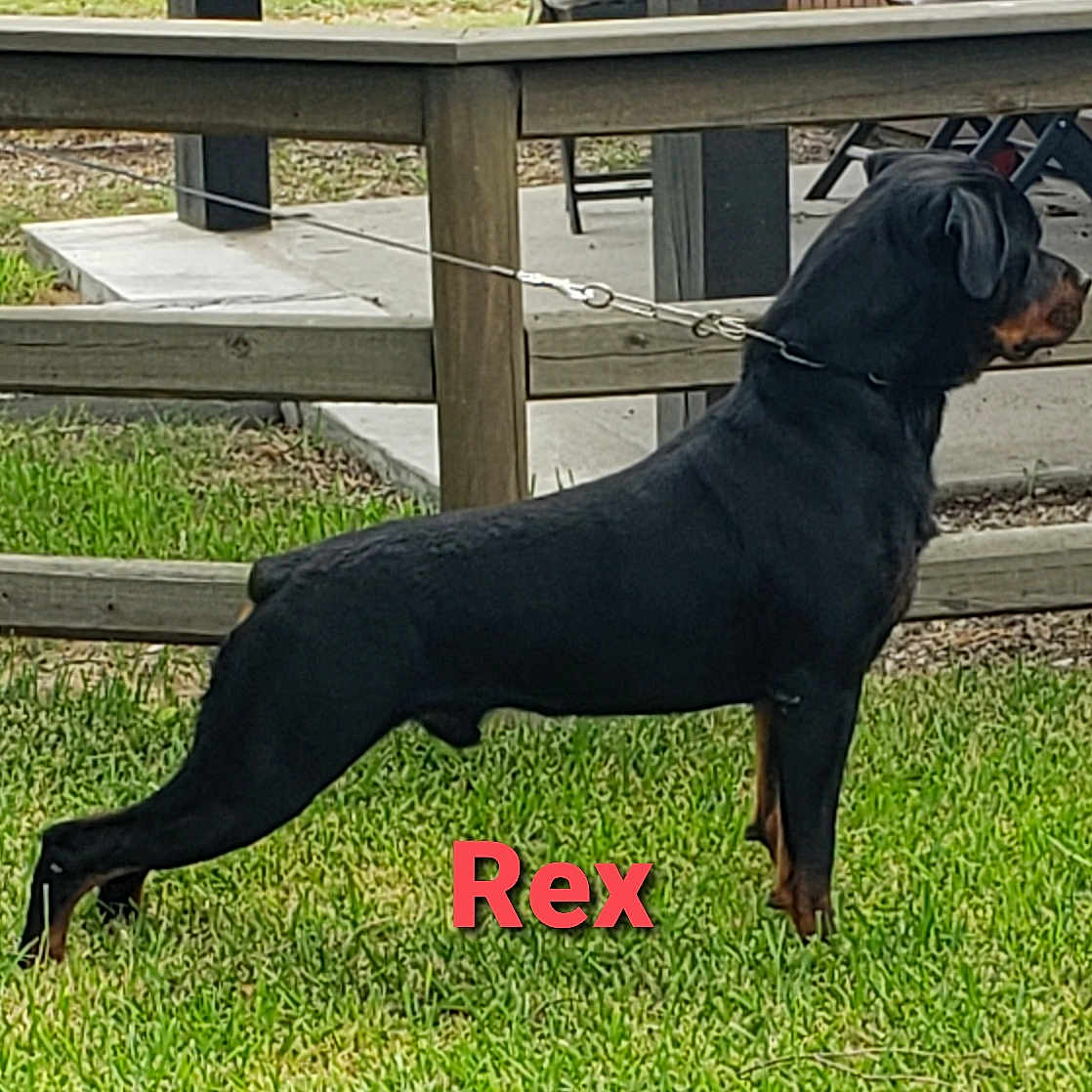 Rex