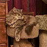 Anya Katerina joined the competition — help win amazing prizes! animal, cat, cat_tree, cozy, curtains, cute, domestic, feline, fluffy, fur, indoor, mammal, paw, pet, quiet, relaxed, resting, sleeping, tabby, wooden_furniture