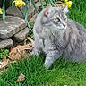 alert, animal, cat, daffodils, flora, fur, garden, grass, gray_cat, green_eyes, leaf, nature, outdoor, pet, plant, sitting, spring, stone_steps, whiskers, yellow_flowers