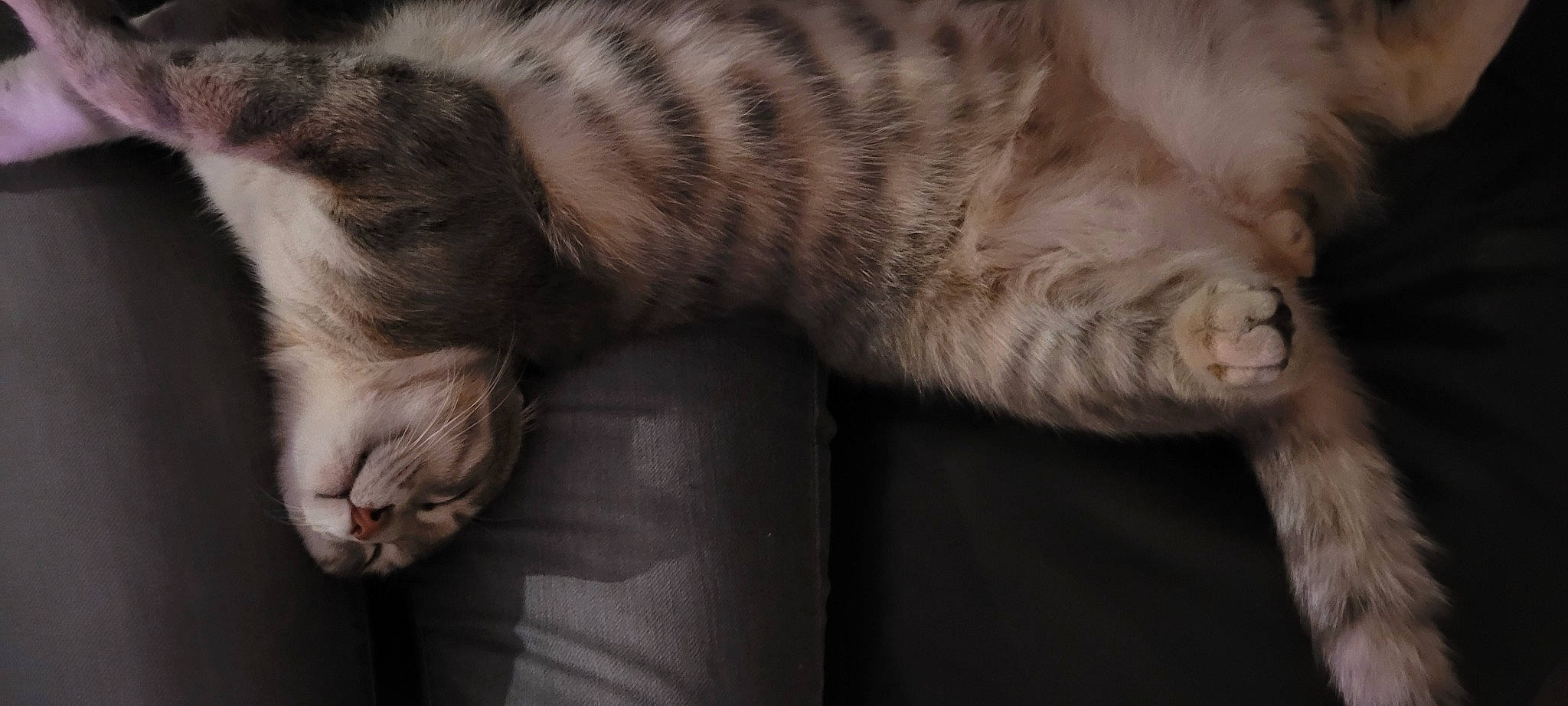 Neko participe au concours pour gagner de l'argent avec cette photo : bengal_tiger, big_cats, carnivore, cat, claw, comfort, domestic_short_haired_cat, fawn, felidae, fur, grey, nap, paw, siberian_tiger, small_to_medium_sized_cats, snout, tail, terrestrial_animal, tiger, whiskers