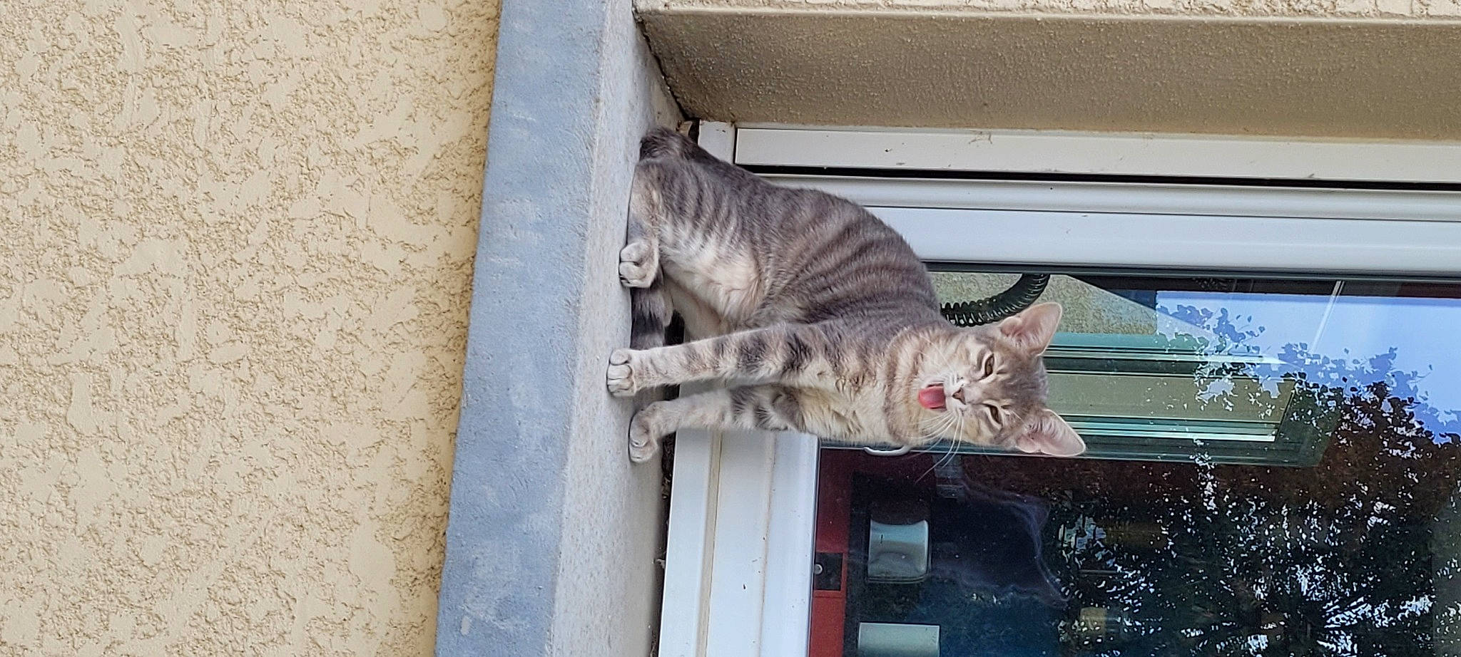 Neko a rejoint le concours — aidez-le/la à gagner de superbes lots ! carnivore, cat, domestic_short_haired_cat, door, felidae, fur, small_to_medium_sized_cats, snout, tail, tree, whiskers, window, window_covering, wood