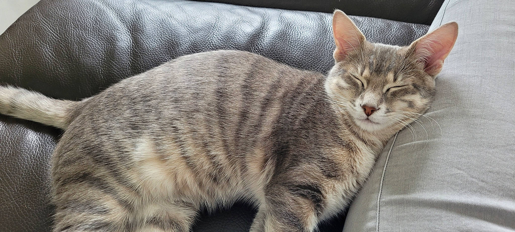 Neko a rejoint le concours — aidez-le/la à gagner de superbes lots ! carnivore, cat, claw, comfort, domestic_short_haired_cat, eye, felidae, fur, nap, paw, sitting, small_to_medium_sized_cats, snout, tail, terrestrial_animal, tree, whiskers