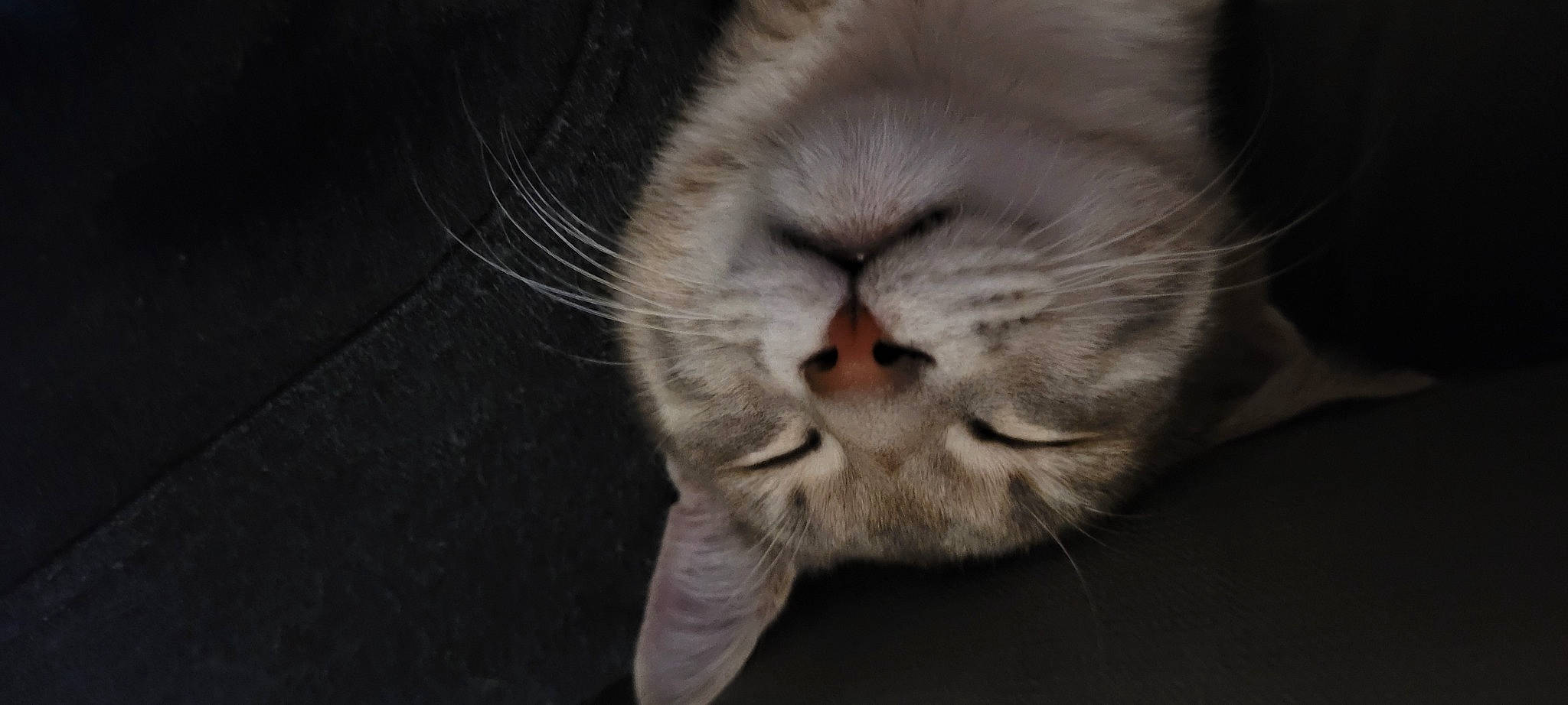 Neko a rejoint le concours — aidez-le/la à gagner de superbes lots ! carnivore, cat, claw, comfort, darkness, domestic_short_haired_cat, fawn, felidae, fur, monochrome_photography, nap, paw, sleep, small_to_medium_sized_cats, snout, tail, terrestrial_animal, whiskers, wildlife