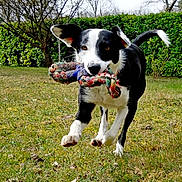 Tia participe au concours pour gagner de l'argent avec cette photo : dog, black_and_white, rope_toy, grass, yard, playful, running, ears_up, tail_wagging, outdoor, greenery, trees, hedge, pet, animal, active, daylight, nature, fun, canine