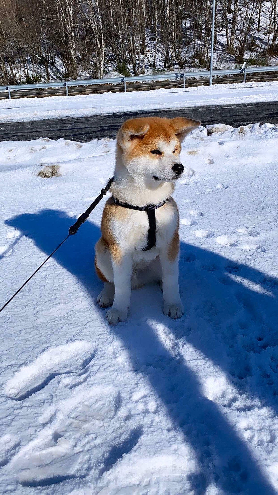 Reiko a rejoint le concours — aidez-le/la à gagner de superbes lots ! canidae, carnivore, collar, companion_dog, dog, dog_breed, dog_collar, dog_supply, fawn, freezing, fur, leash, pet_supply, playing_in_the_snow, snout, snow, sporting_group, tail, tree, winter