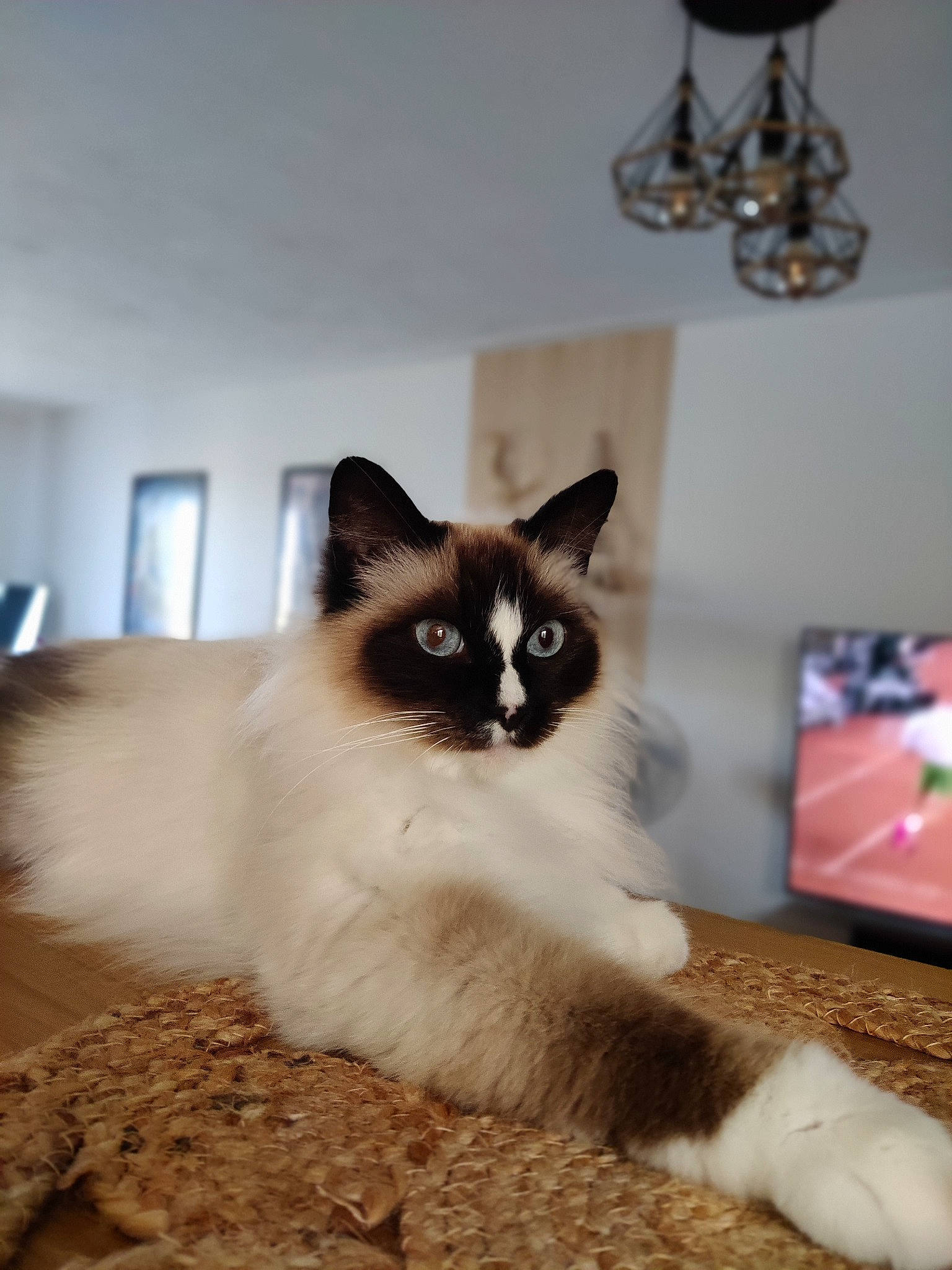 Mia a rejoint le concours — aidez-le/la à gagner de superbes lots ! birman, carnivore, cat, fawn, felidae, flooring, foot, fur, iris, paw, siamese, small_to_medium_sized_cats, snout, tail, terrestrial_animal, thai, whiskers, window
