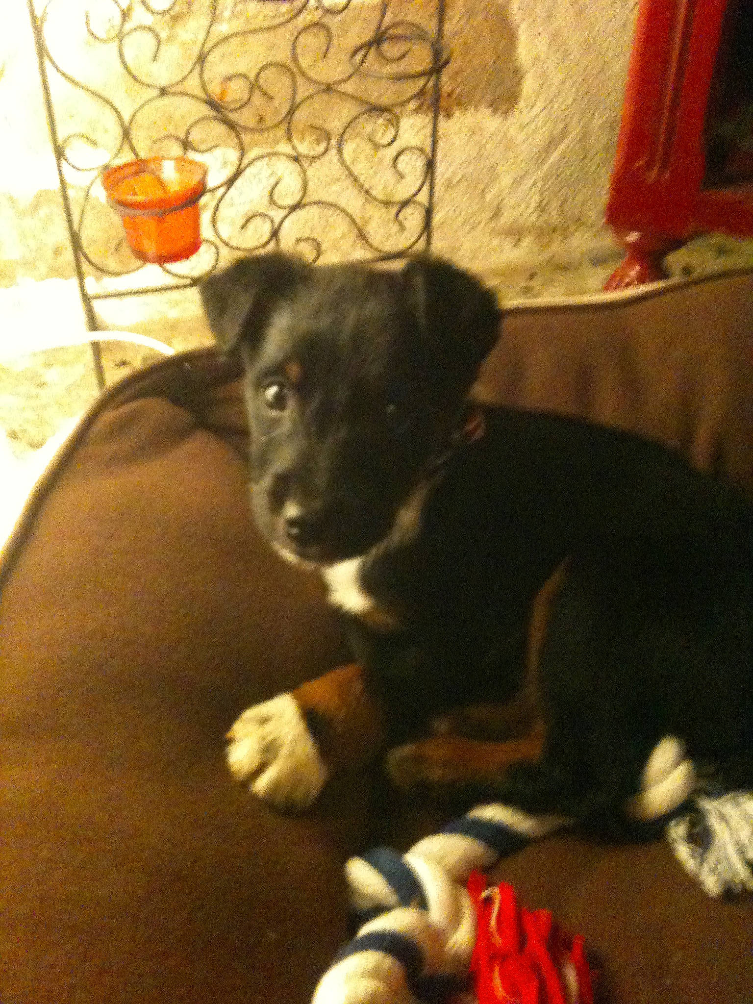 Hippy a rejoint le concours — aidez-le/la à gagner de superbes lots ! borador, canidae, carnivore, comfort, companion_dog, couch, dog, dog_breed, fur, guard_dog, lamp, non_sporting_group, puppy, snout, sporting_group, tail, tints_and_shades, toy_dog, whiskers, working_animal