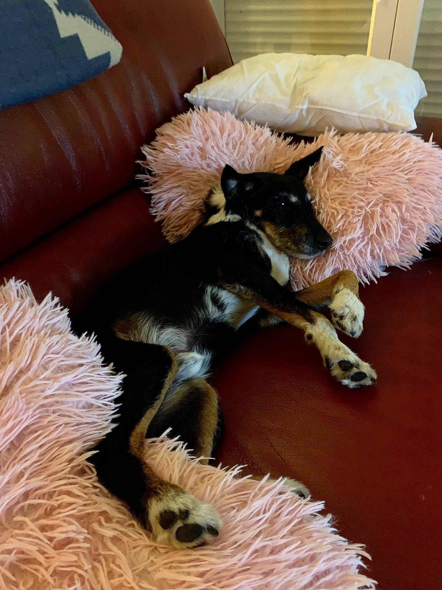 Hippy a rejoint le concours — aidez-le/la à gagner de superbes lots ! carnivore, chair, claw, comfort, companion_dog, couch, dog_breed, fawn, felidae, flooring, fur, furniture, hardwood, living_room, small_to_medium_sized_cats, studio_couch, tail, toy, whiskers, wood