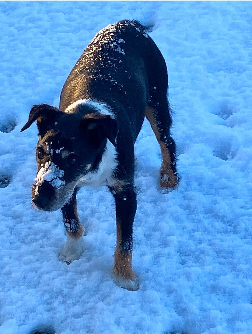 Hippy participe au concours pour gagner de l'argent avec cette photo : canidae, carnivore, collar, companion_dog, dog, dog_breed, dog_collar, dog_supply, electric_blue, fawn, freezing, guard_dog, pet_supply, snout, snow, sporting_group, tail, winter, working_animal, working_dog