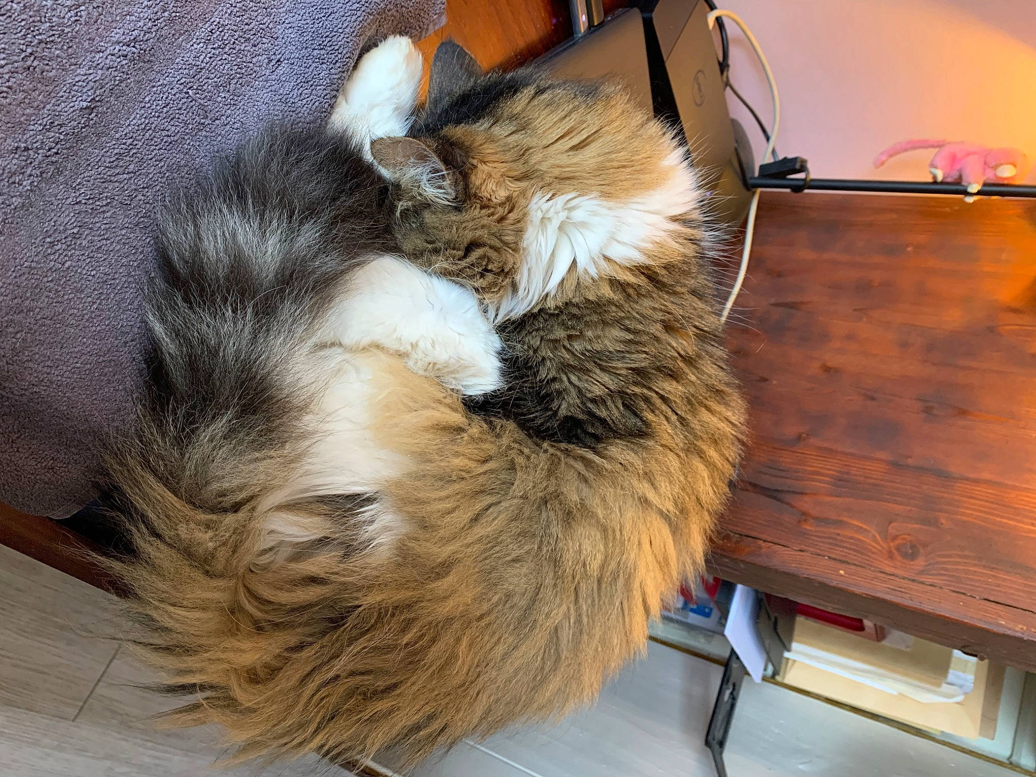 Sparrow a rejoint le concours — aidez-le/la à gagner de superbes lots ! bag, baggage, canidae, carnivore, cat, claw, comfort, dog_breed, domestic_short_haired_cat, fawn, felidae, flooring, fur, hardwood, luggage_and_bags, small_to_medium_sized_cats, snout, tail, whiskers, wood