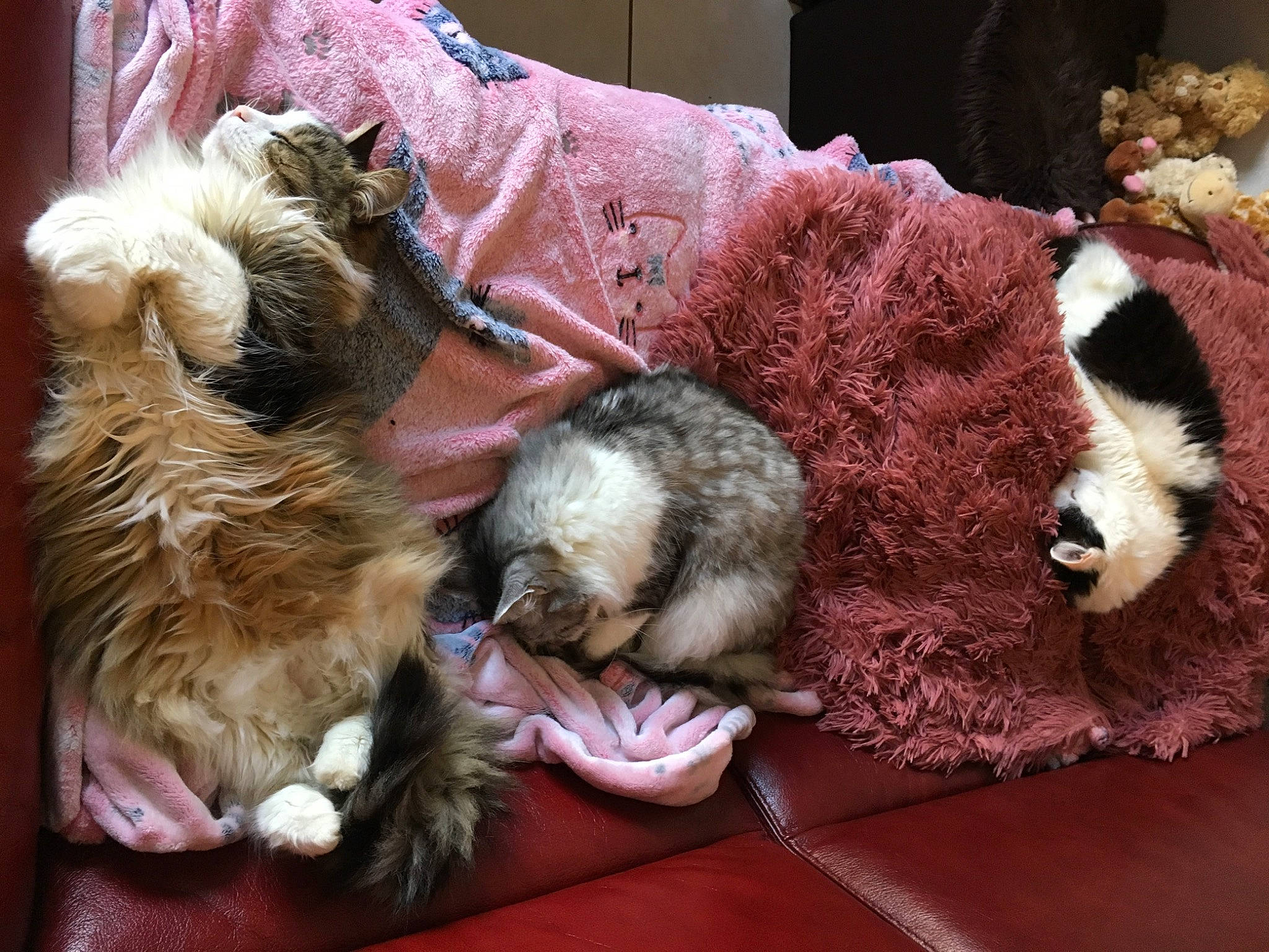 Sparrow participe au concours pour gagner de l'argent avec cette photo : carnivore, claw, comfort, companion_dog, dog, dog_breed, fawn, felidae, fur, fur_clothing, liver, mammal, nap, small_to_medium_sized_cats, sporting_group, terrier, toy, vertebrate, whiskers, wool