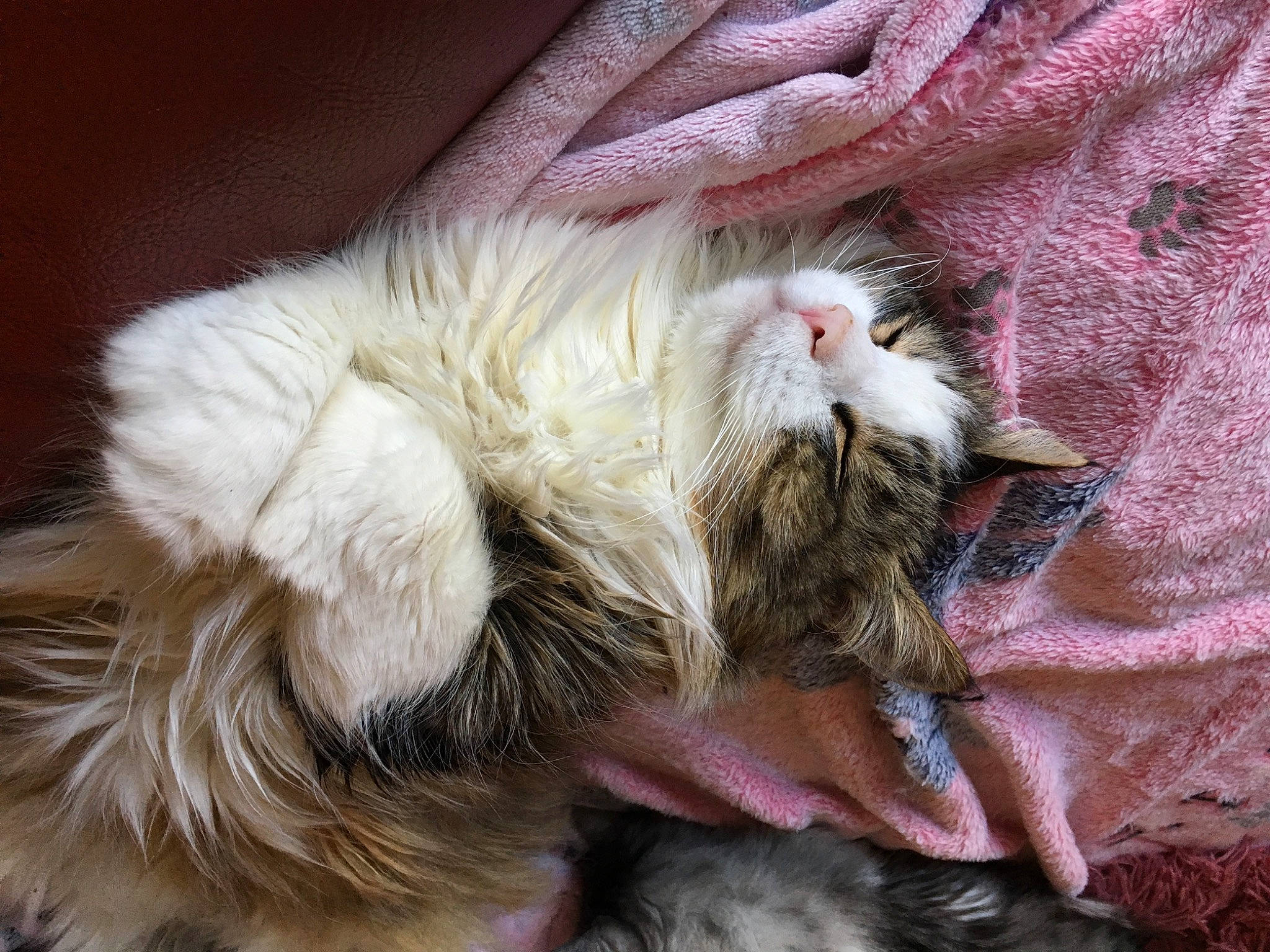 Sparrow a rejoint le concours — aidez-le/la à gagner de superbes lots ! canidae, carnivore, cat, claw, comfort, companion_dog, dog_breed, domestic_short_haired_cat, ear, fawn, felidae, fur, nap, paw, sleep, small_to_medium_sized_cats, snout, sporting_group, tail, whiskers