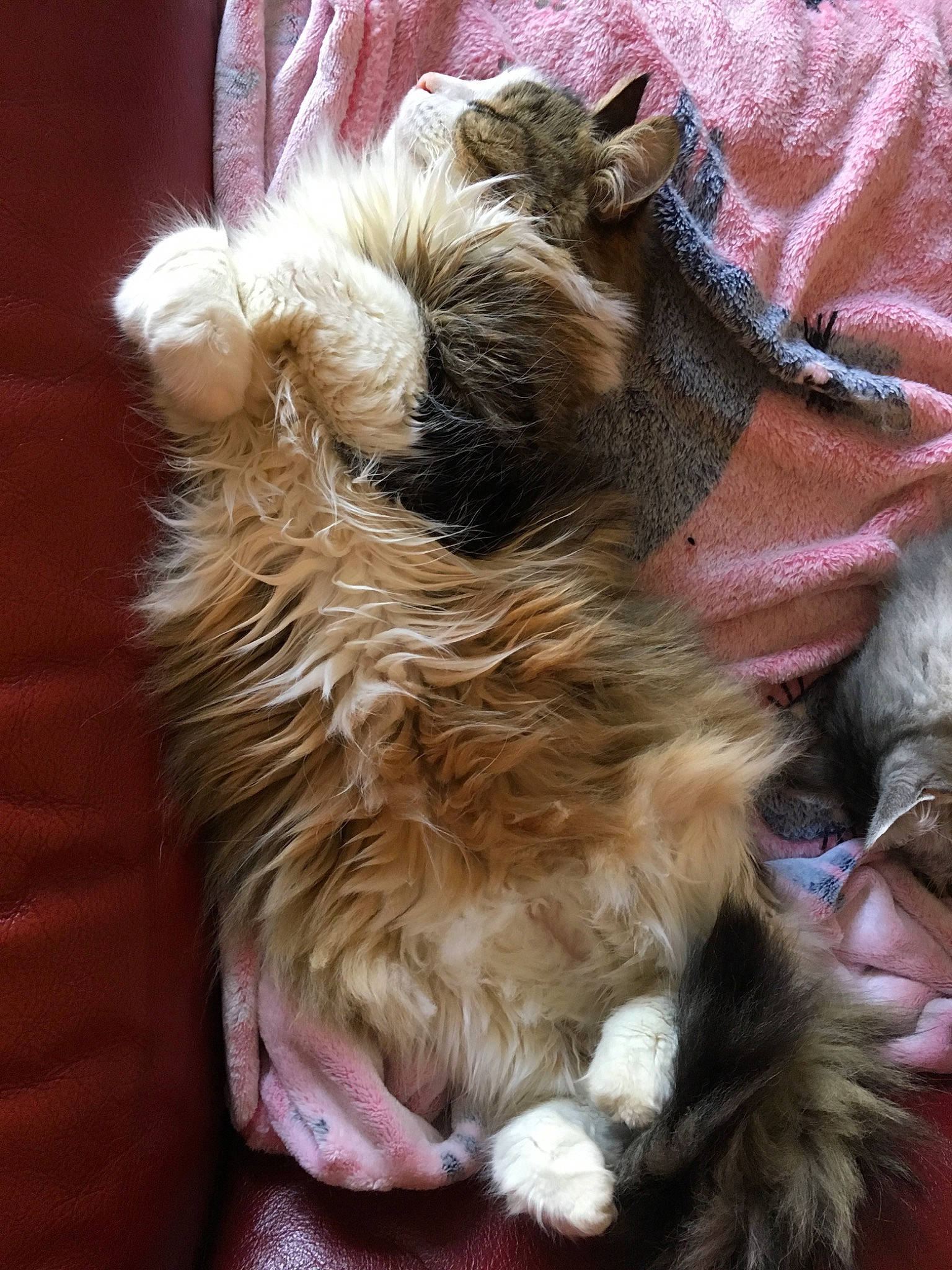 Sparrow a rejoint le concours — aidez-le/la à gagner de superbes lots ! canidae, carnivore, cat, claw, companion_dog, dog_breed, ear, fawn, felidae, fur, liver, paw, small_to_medium_sized_cats, snout, sporting_group, tail, terrestrial_animal, terrier, whiskers, working_animal