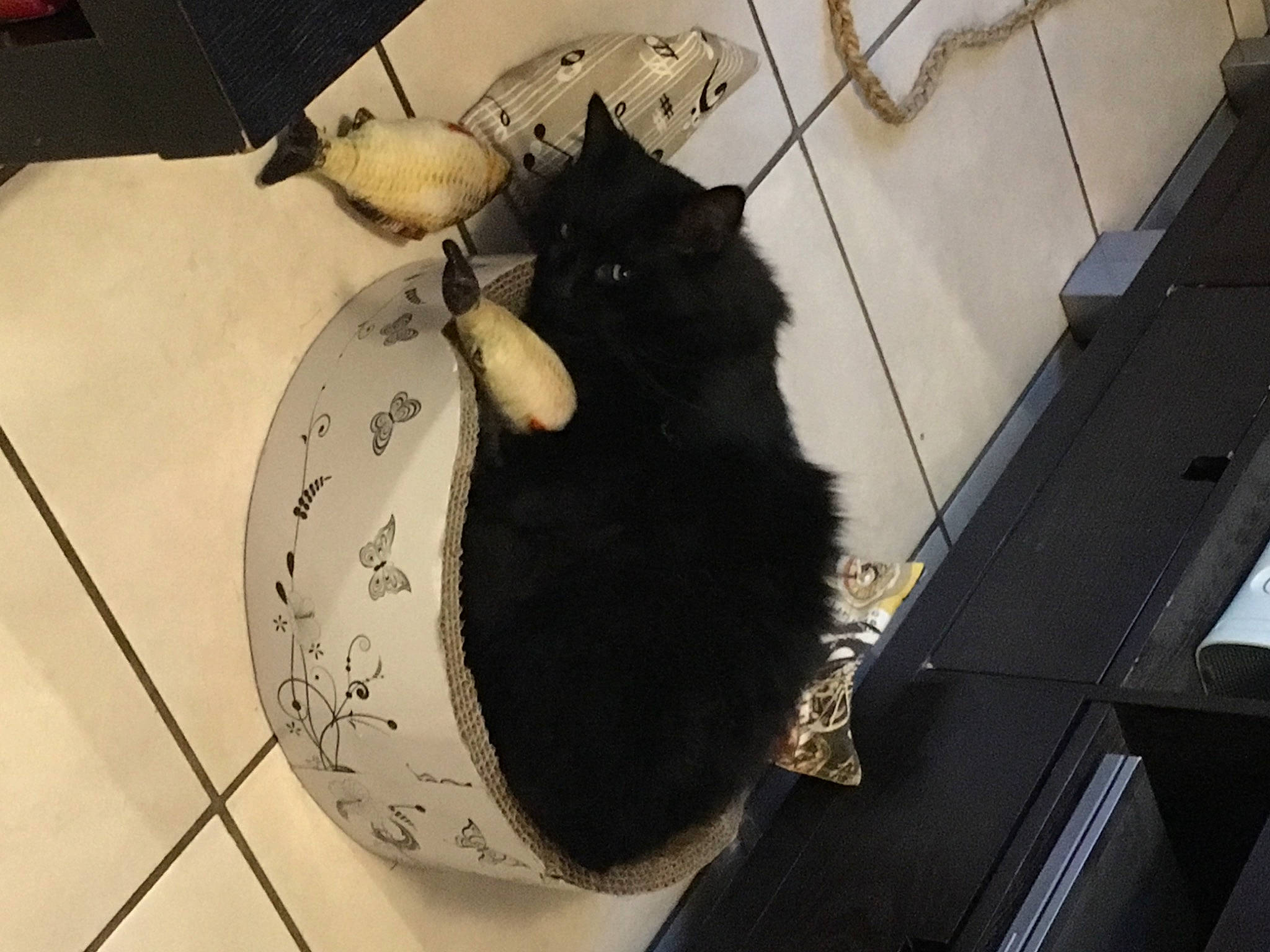 Marley participe au concours pour gagner de l'argent avec cette photo : automotive_tire, black_cat, carnivore, cat, cat_supply, chair, claw, comfort, domestic_short_haired_cat, felidae, flooring, fur, hardwood, paw, pet_supply, small_to_medium_sized_cats, snout, tail, whiskers, wood