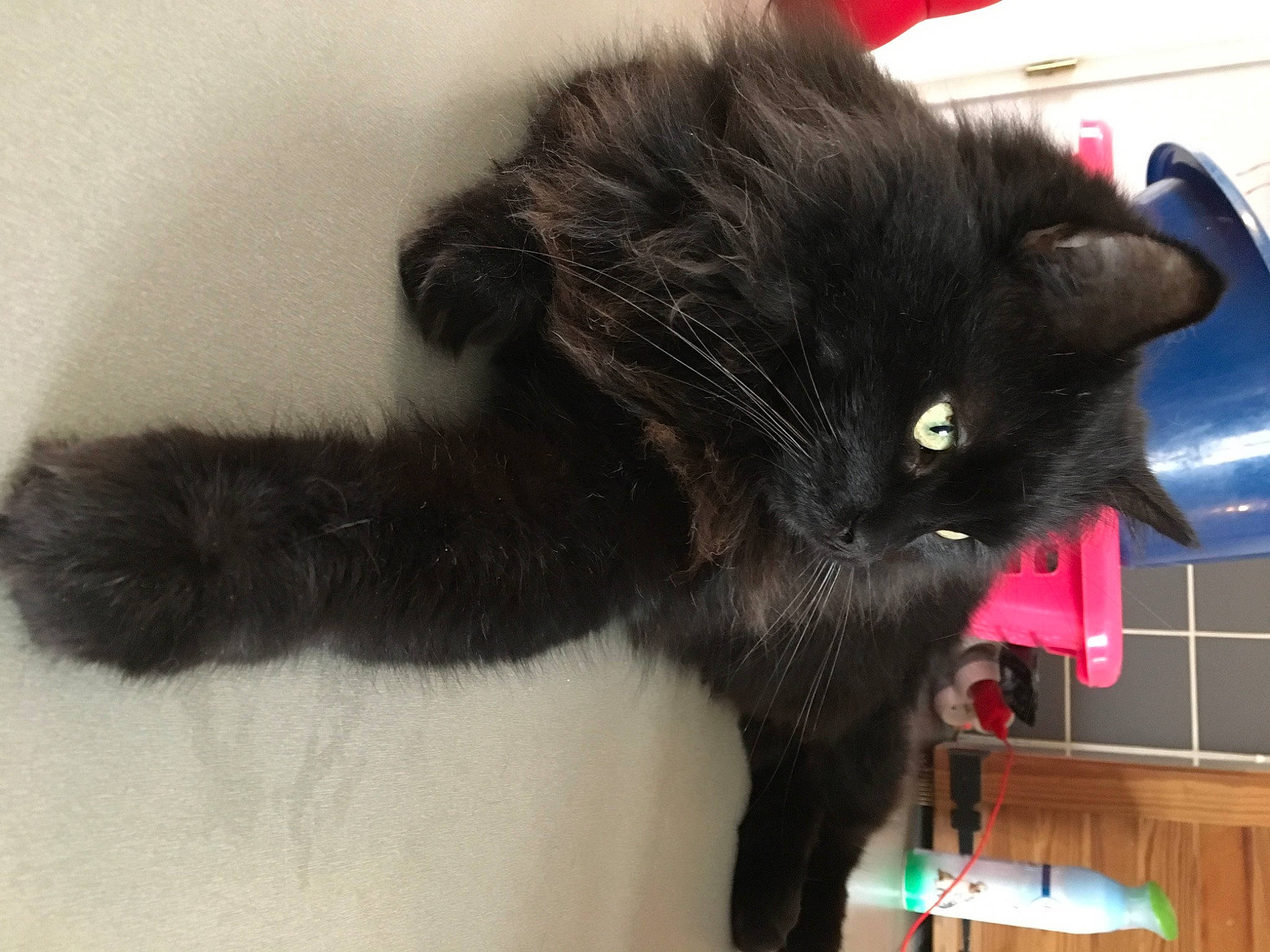 Marley a rejoint le concours — aidez-le/la à gagner de superbes lots ! black_cat, bombay, carnivore, cat, claw, domestic_short_haired_cat, felidae, fur, paw, plant, small_to_medium_sized_cats, snout, tail, whiskers