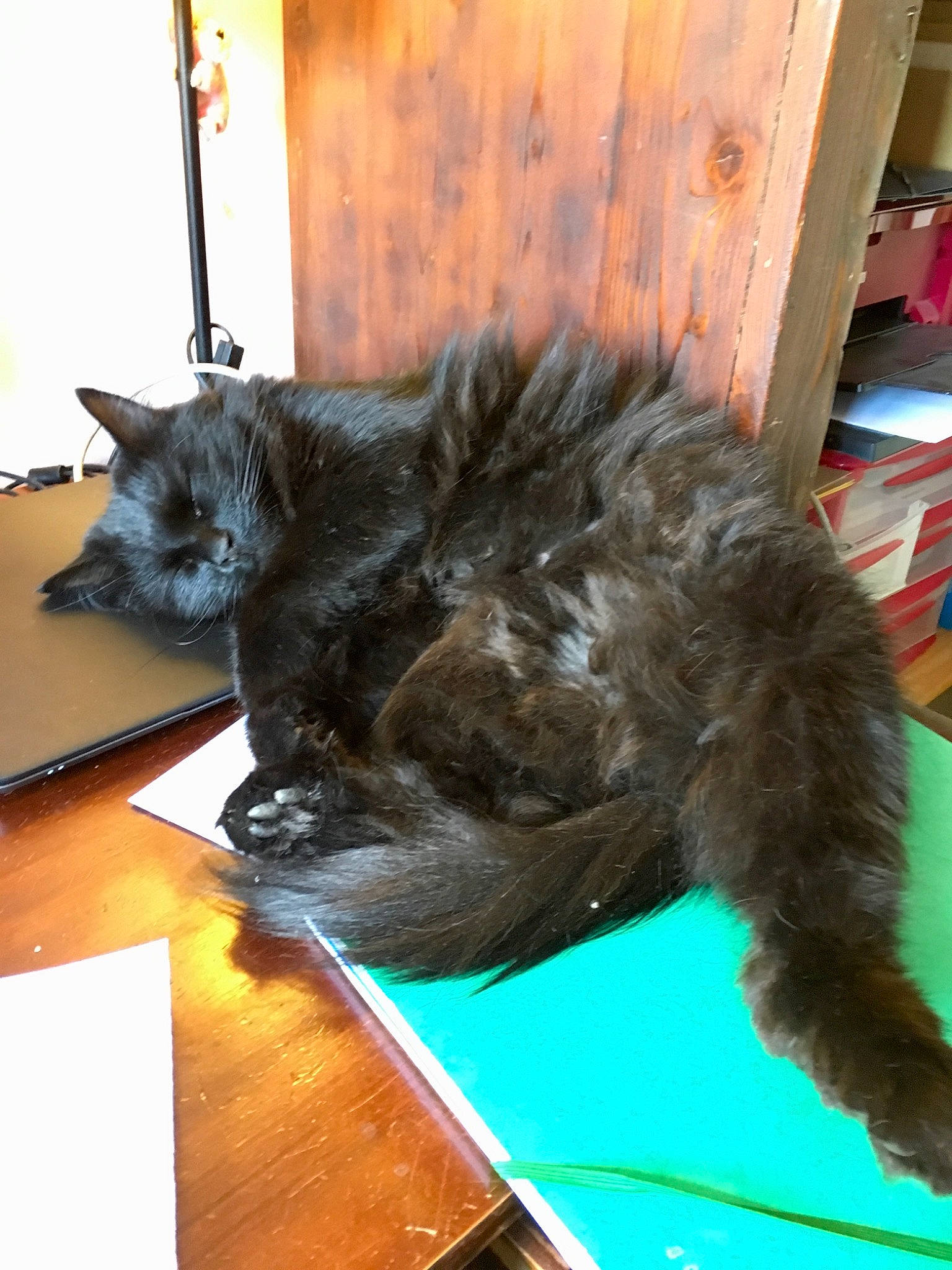 Marley a rejoint le concours — aidez-le/la à gagner de superbes lots ! black_cat, carnivore, cat, claw, comfort, domestic_short_haired_cat, felidae, flooring, fur, hardwood, paw, small_to_medium_sized_cats, table, tail, terrestrial_animal, whiskers, wood