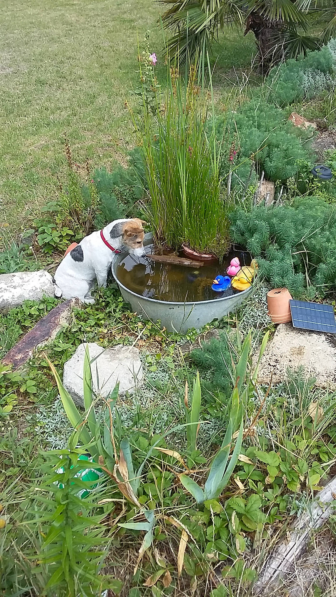 Myrtille participe au concours pour gagner de l'argent avec cette photo : annual_plant, companion_dog, dog, dog_breed, flowering_plant, flowerpot, garden, grass, grass_family, groundcover, herb, landscape, landscaping, lawn_ornament, plant, plant_community, shrub, soil, terrestrial_plant, vegetation