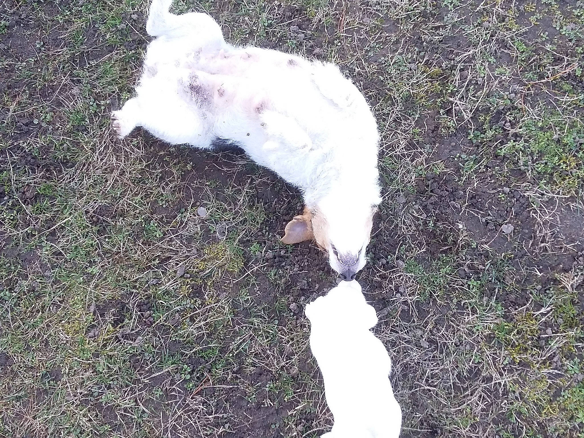 Myrtille a rejoint le concours — aidez-le/la à gagner de superbes lots ! canidae, carnivore, cat, companion_dog, dog_breed, felidae, fur, grass, non_sporting_group, paw, small_to_medium_sized_cats, soil, sporting_group, tail, whiskers