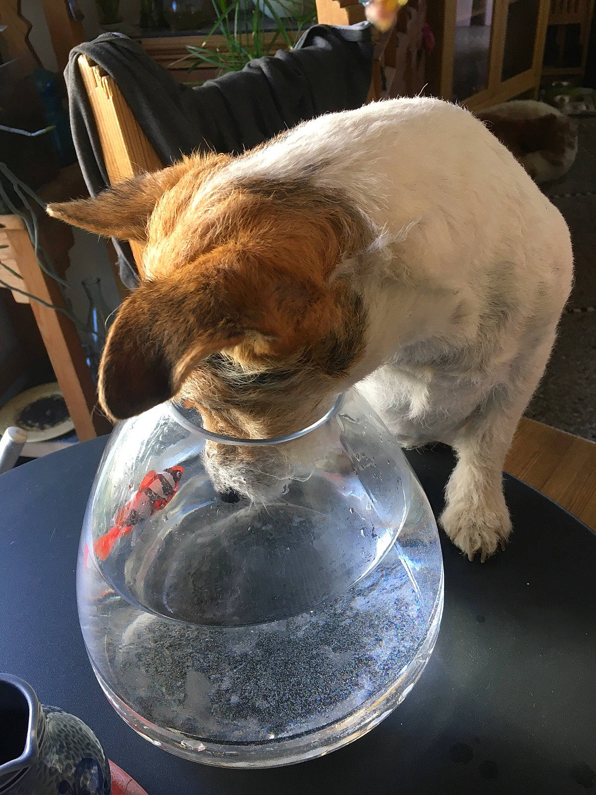 Myrtille a rejoint le concours — aidez-le/la à gagner de superbes lots ! automotive_lighting, canidae, cat, cat_supply, companion_dog, dog_breed, domestic_short_haired_cat, drinking, drinkware, fawn, felidae, glass, rabbit, rabbits_and_hares, small_to_medium_sized_cats, snout, sporting_group, tail, water, whiskers