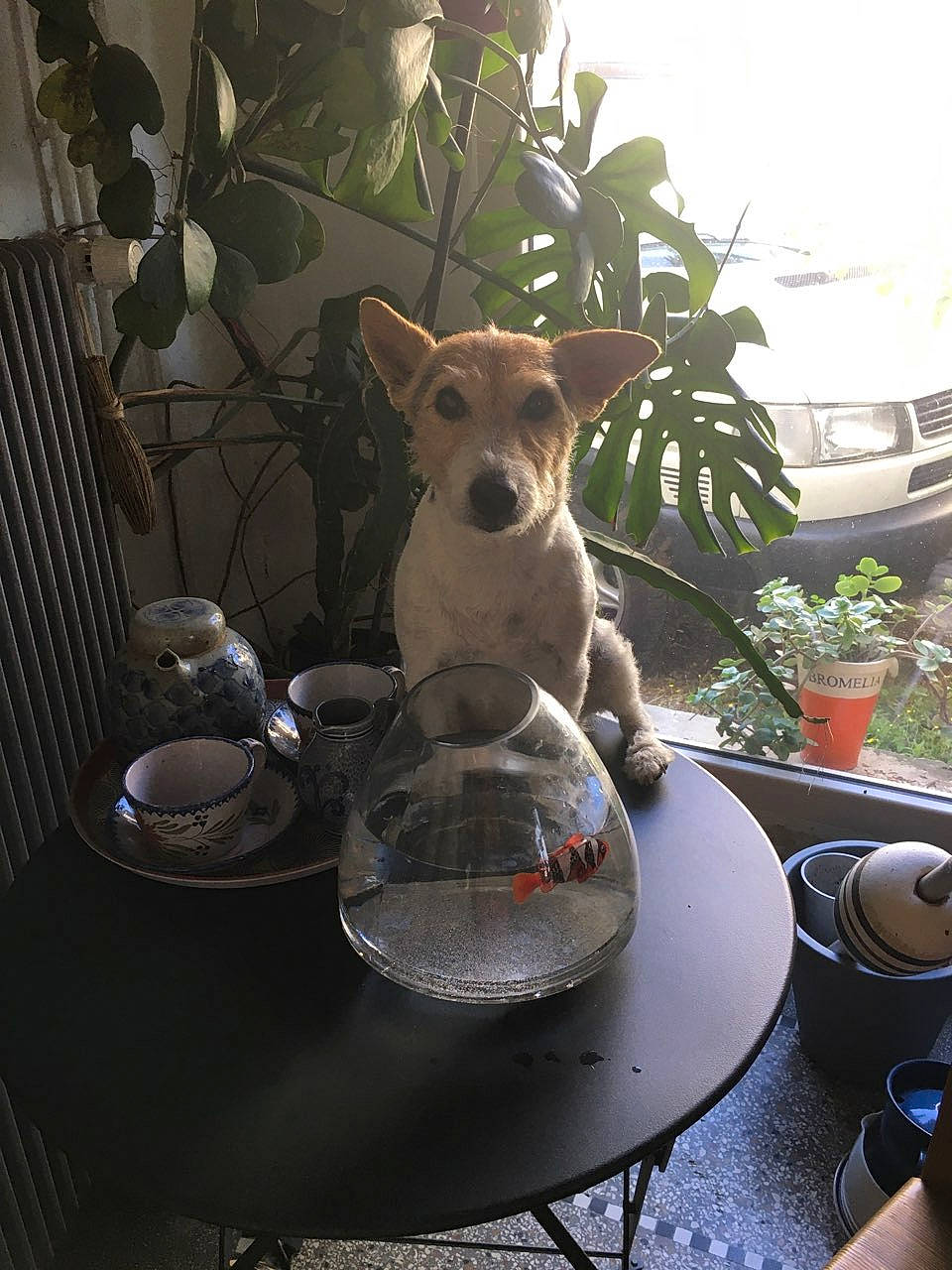 Myrtille a rejoint le concours — aidez-le/la à gagner de superbes lots ! carnivore, chair, companion_dog, cup, dishware, dog, drinkware, fawn, flowerpot, furniture, houseplant, light, outdoor_furniture, outdoor_table, plant, plate, serveware, table, tableware, vehicle_registration_plate