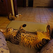 Arthemis a rejoint le concours — aidez-le/la à gagner de superbes lots ! cat, cushion, domestic_animal, fur, furniture, indoor, legs, living_room, pajama_pants, paws, pet, relaxed, resting, sleeping, sofa, striped, tabby, television, tiled_floor, whiskers