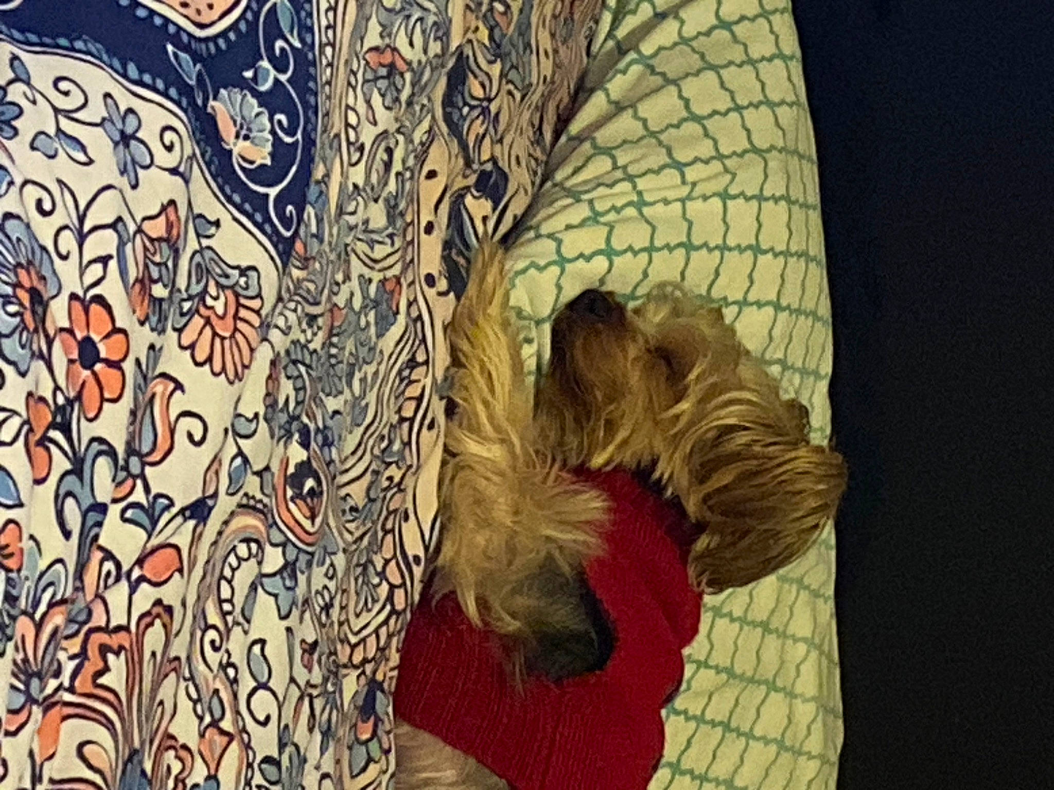 Junior joined the competition — help win amazing prizes! art, carnivore, comfort, companion_dog, dog, dog_breed, fictional_character, fur, illustration, linens, liver, organism, painting, pattern, room, small_terrier, terrier, textile, toy_dog, visual_arts