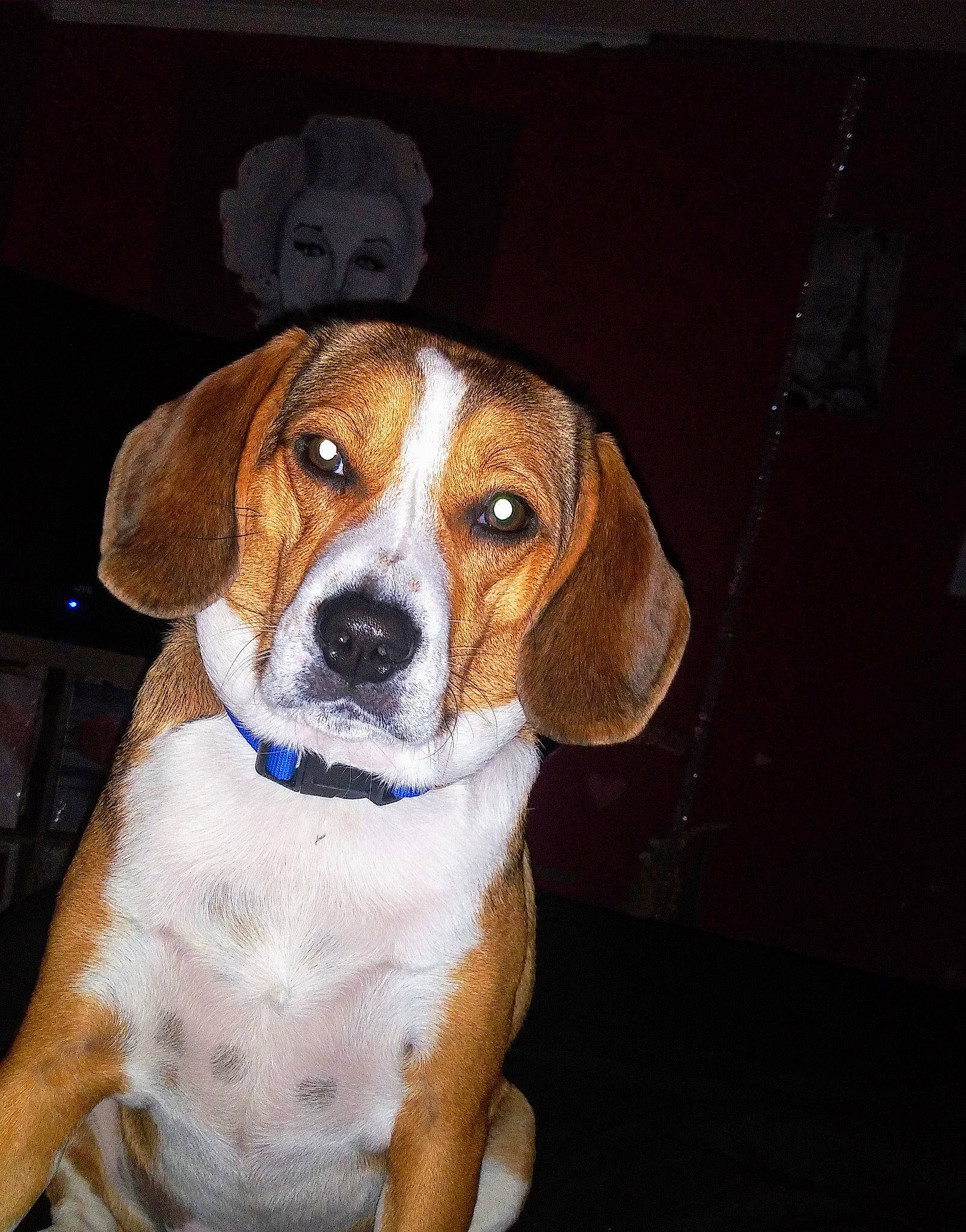 King joined the competition — help win amazing prizes! ancient_dog_breeds, beagle_harrier, beaglier, canidae, carnivore, collar, companion_dog, dog, dog_breed, fawn, finnish_hound, hound, hunting_dog, pet_supply, scent_hound, serveware, snout, sporting_group, whiskers