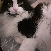 Ronron participe au concours pour gagner de l'argent avec cette photo : cat, black_and_white, fluffy, pet, indoor, closeup, animal, feline, fur, whiskers, eye_contact, relaxed, laying_down, paw, curious, domestic_cat, cozy, patterned_rug, window, night
