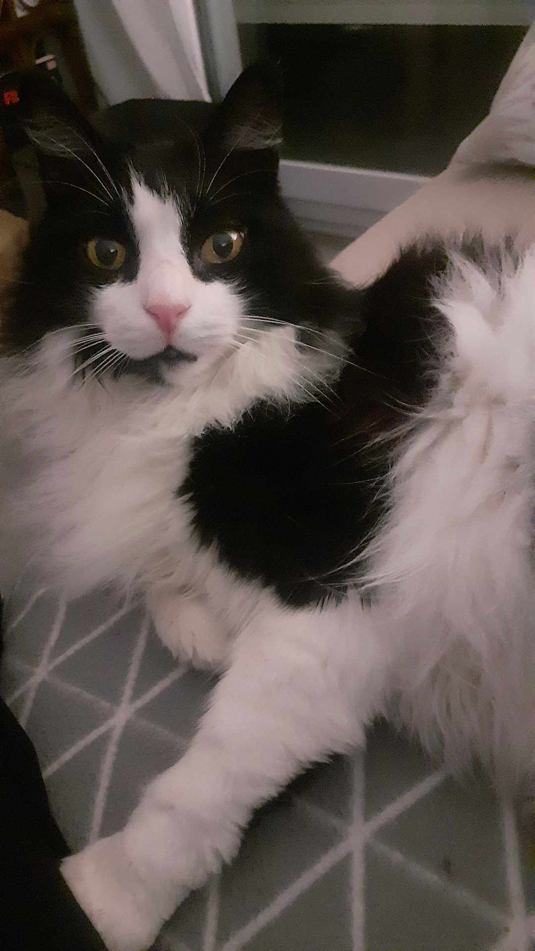 Ronron participe au concours pour gagner de l'argent avec cette photo : cat, black_and_white, fluffy, pet, indoor, closeup, animal, feline, fur, whiskers, eye_contact, relaxed, laying_down, paw, curious, domestic_cat, cozy, patterned_rug, window, night