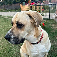 Marmie is registered to the contest to win money with this photo: animal, backyard, calm, canine, collar, cute, daylight, dog, domestic, fence, flowers, friendly, garden, grass, mammal, nature, outdoor, pet, side_view, sitting