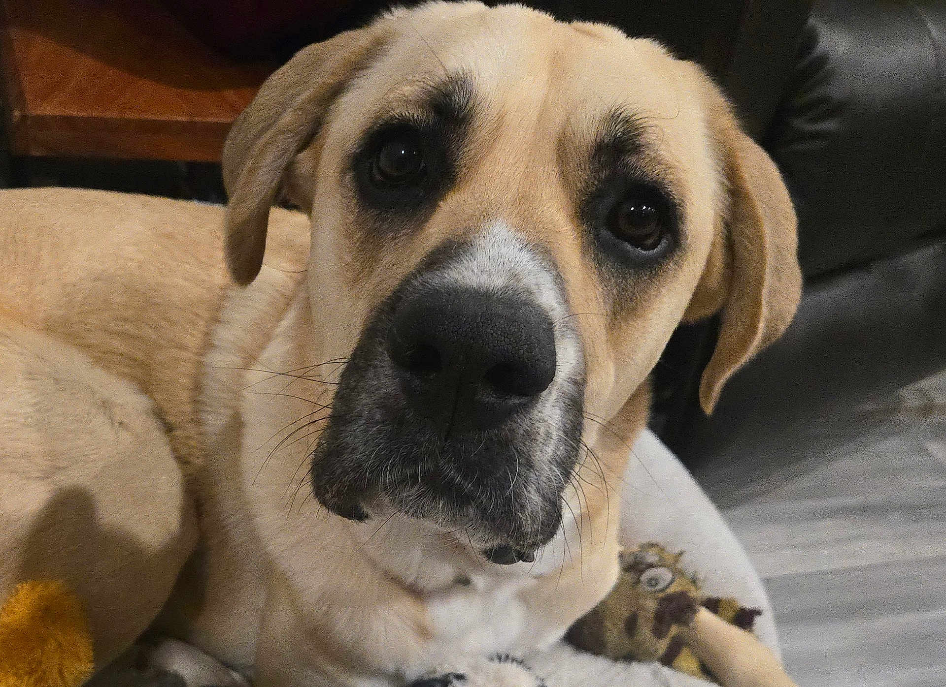 Marmie joined the competition — help win amazing prizes! animal, black_nose, close_up, companion, curious, cute, dog, domestic, ears, face, floor, furniture, indoor, lying_down, mammal, pet, plush_toy, relaxed, tan_coat, whiskers