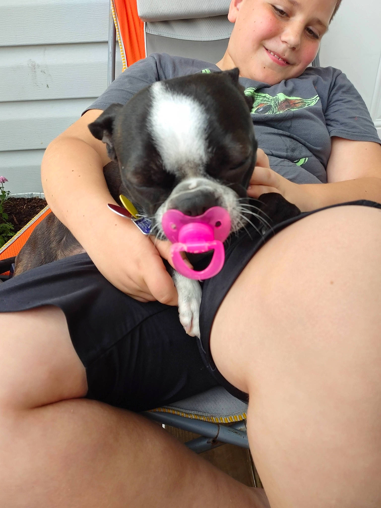 Trixie joined the competition — help win amazing prizes! canidae, carnivore, comfort, companion_dog, dog, dog_breed, fawn, fun, hair, happy, interaction, lap, leg, leisure, plant, smile, snout, sporting_group, thigh, working_animal