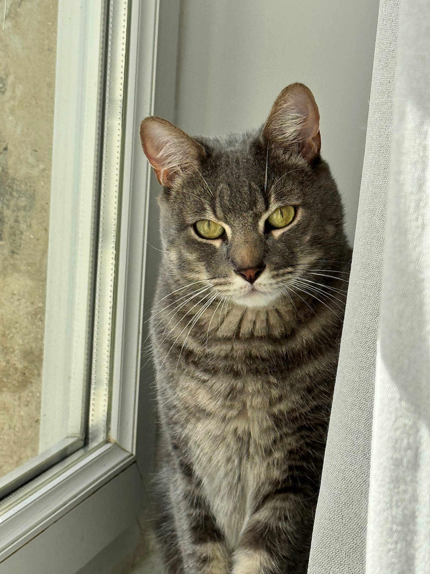 Prince a rejoint le concours — aidez-le/la à gagner de superbes lots ! cat, tabby, window, curtain, indoor, pet, animal, feline, whiskers, ears, yellow_eyes, striped_fur, soft_light, closeup, portrait, domestic_cat, looking, sitting, house, cozy
