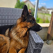 Ucky participe au concours pour gagner de l'argent avec cette photo : animal, backyard, blue_sky, calm, canine, chair, close_up, clouds, daylight, dog, fence, fur, german_shepherd, outdoor, pet, portrait, relaxing, resting, side_view, woven_chair