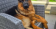 Ucky a rejoint le concours — aidez-le/la à gagner de superbes lots ! animal, backyard, canine, chair, closeup, daylight, dog, doghouse, ears, fur, furniture, german_shepherd, grass, looking, outdoor, pet, portrait, relaxed, sitting, tail