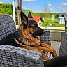 Ucky a rejoint le concours — aidez-le/la à gagner de superbes lots ! animal, backyard, blue_sky, canine, chair, clouds, daytime, dog, doghouse, fence, fur, german_shepherd, grass, nature, outdoor, pet, portrait, relaxed, resting, sunlight