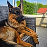 Ucky participe au concours pour gagner de l'argent avec cette photo : animal, calm, canine, chair, daylight, dog, ears, fence, fur, german_shepherd, greenery, nature, outdoor, paw, pet, portrait, relaxing, resting, sky, sunlight