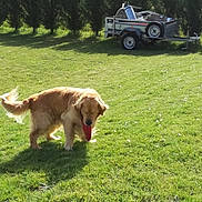 Falko participe au concours pour gagner de l'argent avec cette photo : dog, dog_breed, dog_breed_group, dog_like_mammal, dog_walking, grass, grassland, lawn, meadow, nova_scotia_duck_tolling_retriever, obedience_trial, pasture, sporting_group
