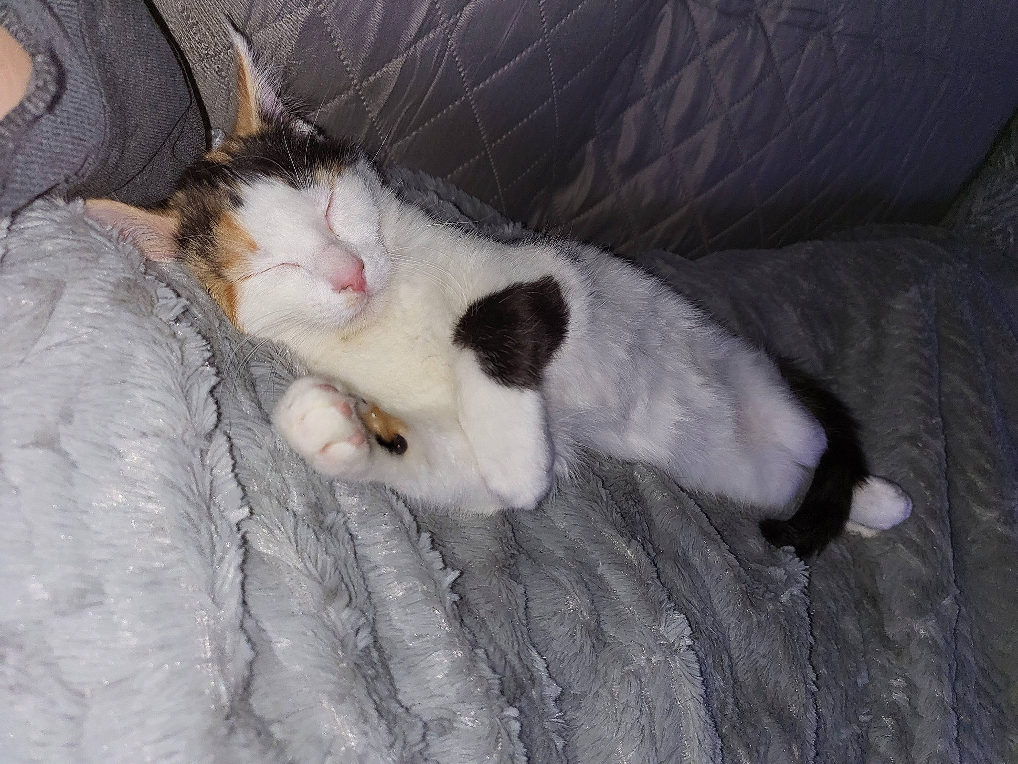 Khloe joined the competition — help win amazing prizes! canidae, carnivore, cat, claw, comfort, couch, dog_breed, domestic_short_haired_cat, fawn, felidae, flooring, fur, linens, nap, paw, small_to_medium_sized_cats, snout, tail, whiskers