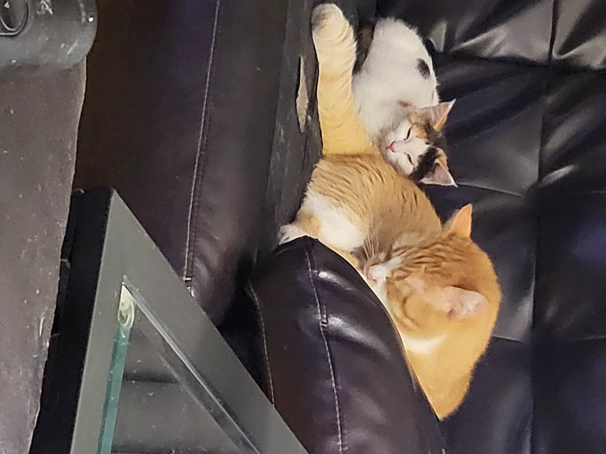 Khloe joined the competition — help win amazing prizes! automotive_design, bag, car_seat, carnivore, cat, comfort, companion_dog, felidae, fur, human_leg, linens, metal, nap, room, sitting, small_to_medium_sized_cats, tail, vehicle_door, whiskers