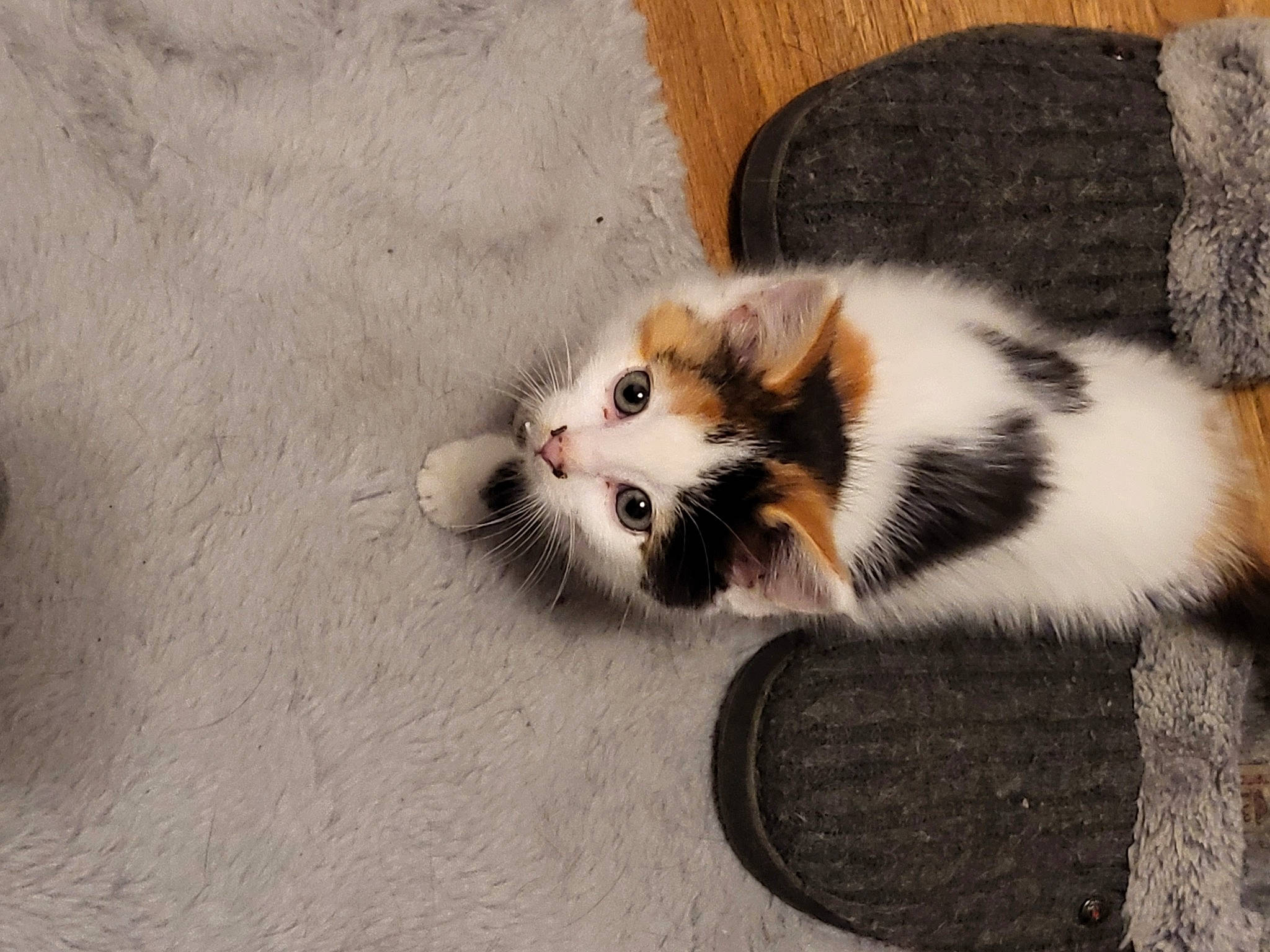 Khloe joined the competition — help win amazing prizes! canidae, carnivore, cat, cat_toy, claw, dog_breed, domestic_short_haired_cat, eye, fawn, felidae, flooring, foot, fur, paw, small_to_medium_sized_cats, snout, tail, terrestrial_animal, whiskers, wood