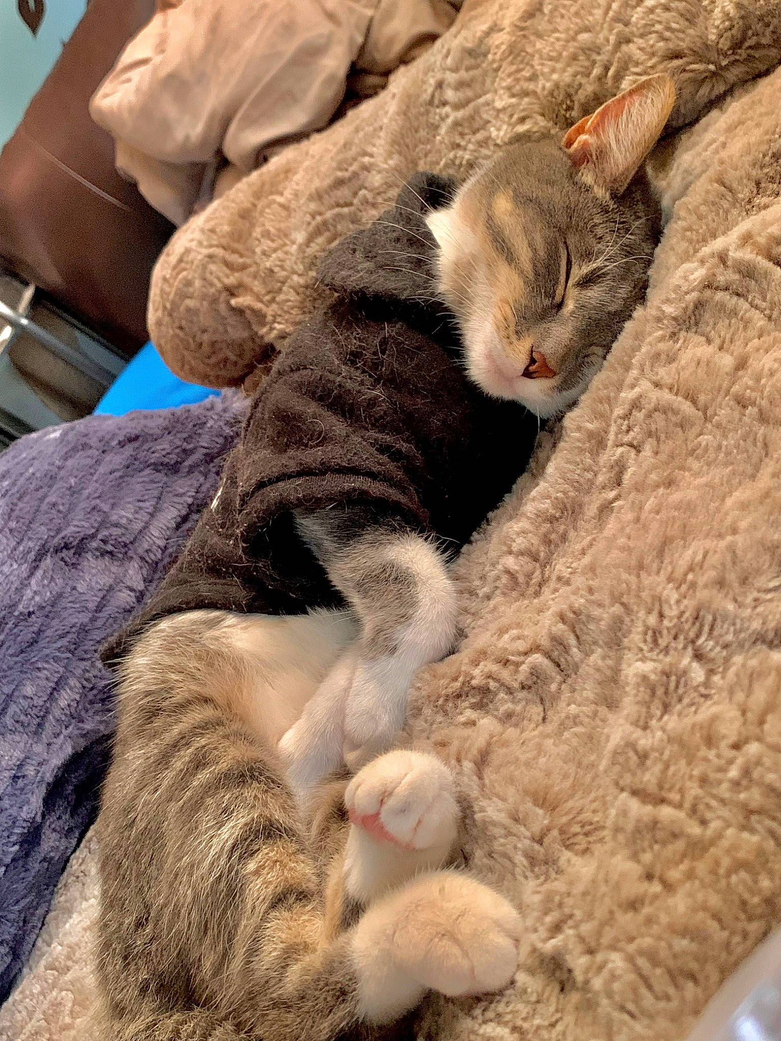 Catalina joined the competition — help win amazing prizes! carnivore, cat, claw, comfort, domestic_short_haired_cat, fawn, felidae, foot, fur, grey, linens, nap, paw, sleep, small_to_medium_sized_cats, snout, tail, terrestrial_animal, whiskers, wood